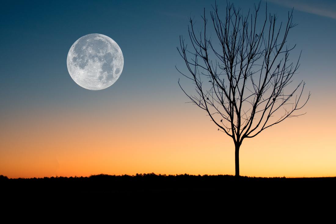 moonrise with tree silhouette